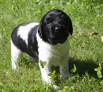 Jelsko ensimmäistä kertaa ulkona